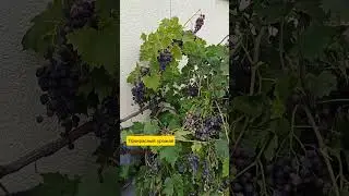 23.08.24г🌹Калифорнийское чудо!!!