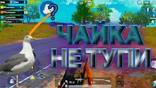 ЧАЙКА НЕ ТУПИ//RYTP В PUBG + РОЗЫГРЫШ//ПРИКОЛЫ В PUBG MOBILE