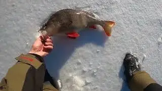 Вот это монстр! Вот это окунь!