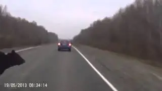 ВОУ! Камчатка! Медведь под машину! Жесть!