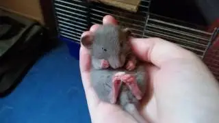 Petting a twitching sleepy baby rat