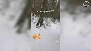 Неповторимые моменты на рыбалке