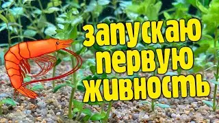 Запускаю первую живность в аквариум, посылка с креветками.
