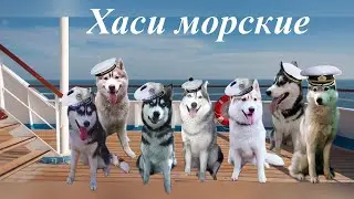 Хаси морские!