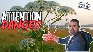 Giant Hogweed: Deadly Danger for Hikers! 🚨💀