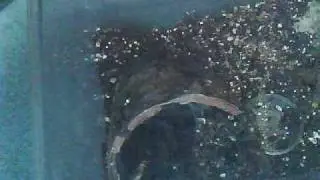 Tarantula Feeding Video 5