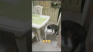 Cat after Christmas party😍😋🥳 #animals #pets #funnyvideo #cat