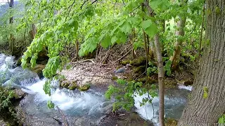 Цапля серая ...