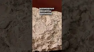 Ископаемые ушедших эпох #окаменелости #наука #палеонтология #shorts #мшанка #брахиоподы #двустворки