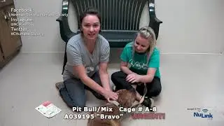 AdoptAPet Show 20190826