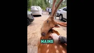 Why you should NEVER pet a moose's back! 🦌🛑 