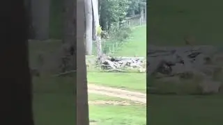 Fawn gets lost in the yard