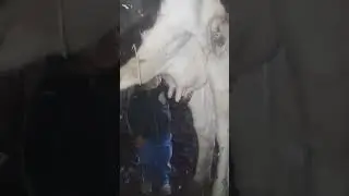 İneğin Memesinden Süt İçen Çocuk