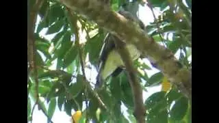 Aves da mata atlântica