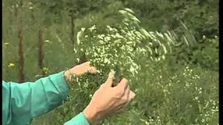 Galium aparine (подмаренник цепкий)
