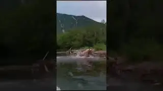 Бурый медведь гонится за людьми! Настоящая опасность! Люди орут от страха!
