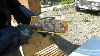 Растут этажы альпийцев