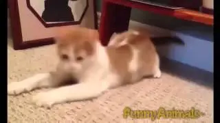 Funny Cats   A Funny Cat Videos Compilation 2016    NEW HD