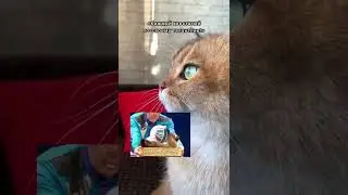 ПОДДАЮТСЯ ЛИ КОШКИ ДРЕССИРОВКЕ? 