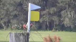 Mia Farley & Phelps OP XC