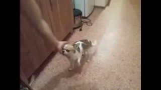 Как научить собаку хромать (команда 