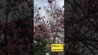 Вена +15 уже пахнет весной