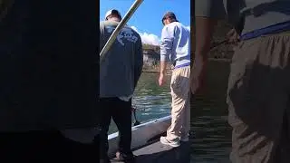 Tough Bite Tank Walleye 