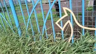 Санкт Петербург Приют для бездомных собак