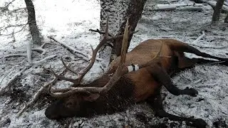 Idaho Archery Elk Hunt 2017: Redemption