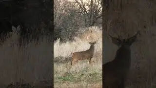 Bucks Chased By Coyote, Have You Had Your Hunt Ruined? 