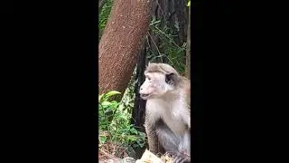 Unexpected Reactions About monkey | Monkey on the tree