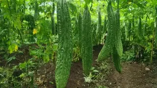 ampalaya harvest and talong update...