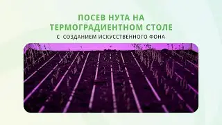 Новый препарат для защиты нута