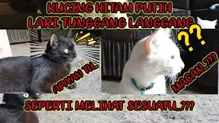 KUCING HITAM PUTIH YANG LUCU, LARI TERBIRUT BIRIT DENGAR SUARA INI...
