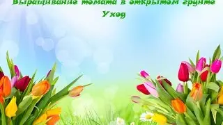 Выращивание томата в открытом грунте(ЧАСТЬ ПЕРВАЯ)