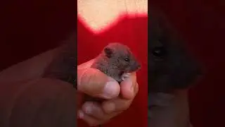 Una pequeña tusa.