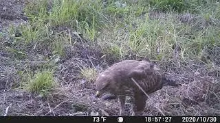 Fototrampeo Ratonero Buteo buteo comiendo. Alecrín Actividades