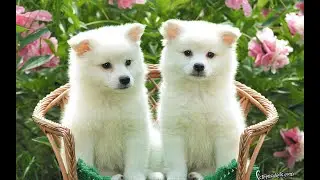 New Funny Animals 😂 Funniest Cats and Dogs Videos 😺🐶|| Happy animals