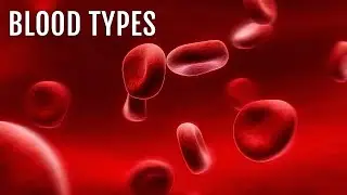 Blood Types Explained (ABO/Rh System)