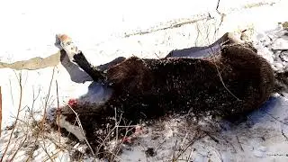Спасение ЖЕРЕБЕНКА. Жеребенок чуть не замёрз.