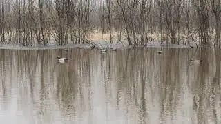 Чирок трескунок селезень