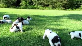 ColtxMavis Puppies--first time outside