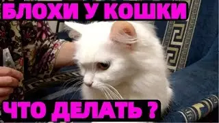 Как убрать блох у кошки в домашних условиях капли для кошек