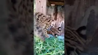 Gurauan kucing hutan