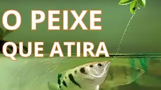 PEIXE ARQUEIRO O Peixe Sniper A Caçada Mais Inteligente dos Oceanos!