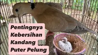 Pentingnya Kebersihan Kandang Puter Pelung @sugitokambojaBF