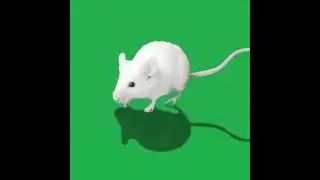 Rat/Animal green screen.