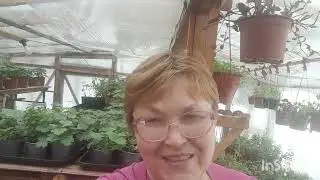 Обзор моих комнатных цветущих после зимовки. Часть 4.