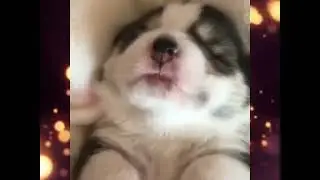 video de cachorros hernosos de todo tipo ❤️🥰😎