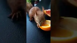 Білченя Пікачу. Смачний перекус апельсином / Squirrel Pikachu eats an orange